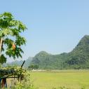 Viet Hai rice field