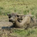 Buffalo mud bath