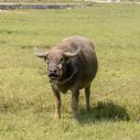 Water buffalo