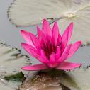 Water lily