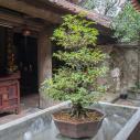 Tay Phuong bonsaï