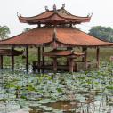Lotus pond