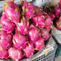 Dragon fruit