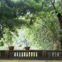 Bamboo in museum garden