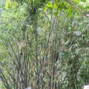 Bamboo in museum garden