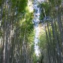 Arashiyama bamboo forest