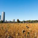 Tokyo Shinobazu lotus pond