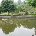 Fish pond