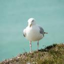 Mouette