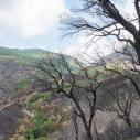 Corse - incendie