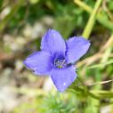Gentiane ciliée