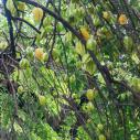 Sanren (star fruits)
