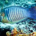 Ave Maria - Wrasse