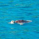Praslin - Anse Lazio - tortue de mer