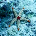 Félicité - île Coco - étoile de mer perle