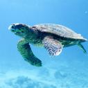 Félicité - île Coco - tortue de mer