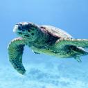 Félicité - île Coco - tortue de mer
