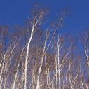 Birch forest