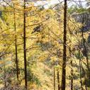 Golden larix at Jinjiang canyon