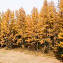 Larix forest in North Korea