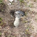 Marmotte