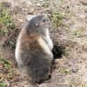 Marmotte