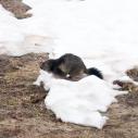 Marmotte