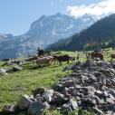 Alpine farming