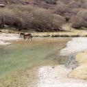 Gongga River at Luorong Pasture