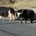 Yaks on the road
