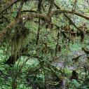 Hailuogou - Usnea