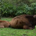 Yanzigou - Relaxing cows