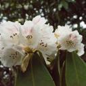 Xiaoyingpan - Rhododendron