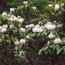 Xiaoyingpan - Rhododendron