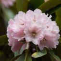 Xiaoyingpan - Rhododendron