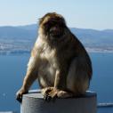 Gibraltar - Rock ape
