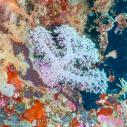 Soft coral