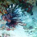 Lion fish