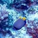 Emperor angelfish