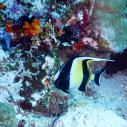 Bannerfish