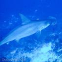 Hammerhead shark