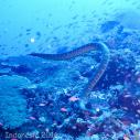 Sea snake