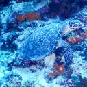 Hawksbill turtle