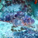 Scorpionfish