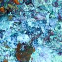 Scorpionfish