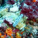 Nudibranch