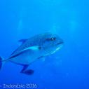 Bluefin trevally