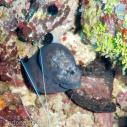 Baby moray eel