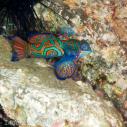 Mandarin fish
