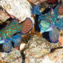 Mandarin fish